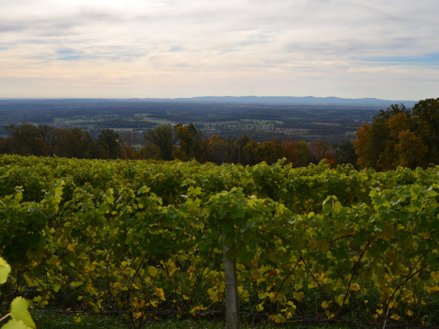 Blending passion and profession- local resident enjoys vine to wine experience