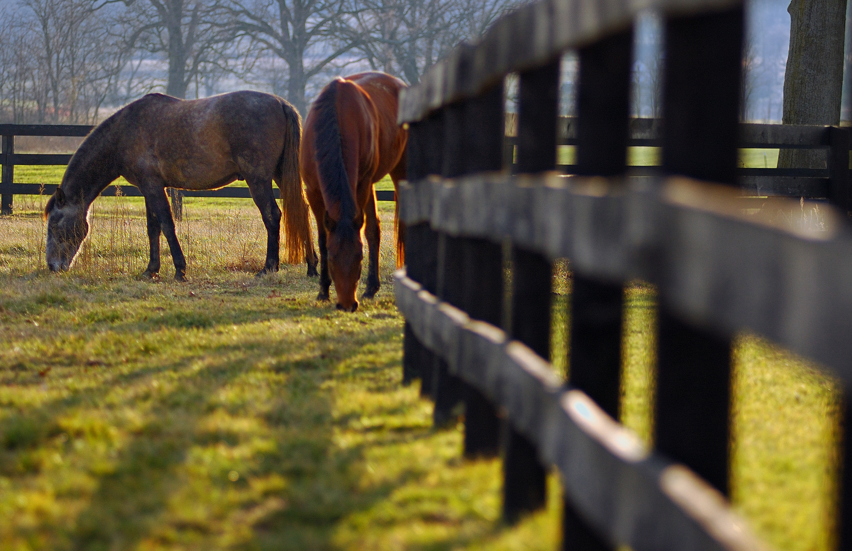 CREDIT Tom Lussier FenceGrazeVL
