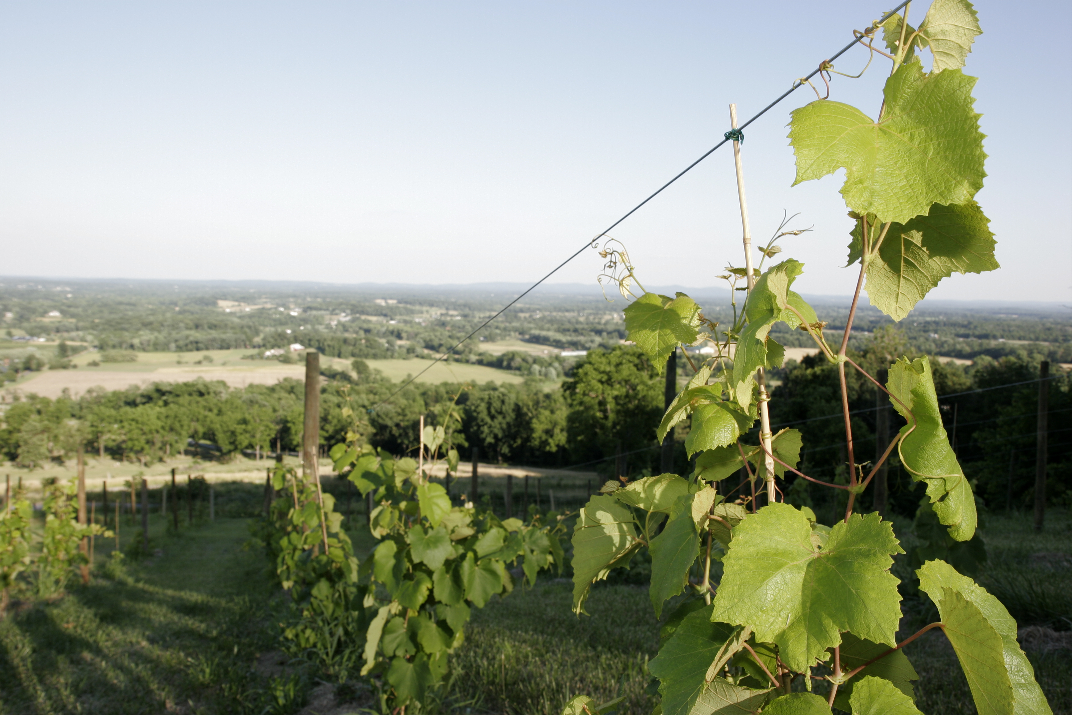 Virginia, Bluemont, Bluemont Vineyards, vine, grape, growing, rural scenery, wine, Appalachian foothills,