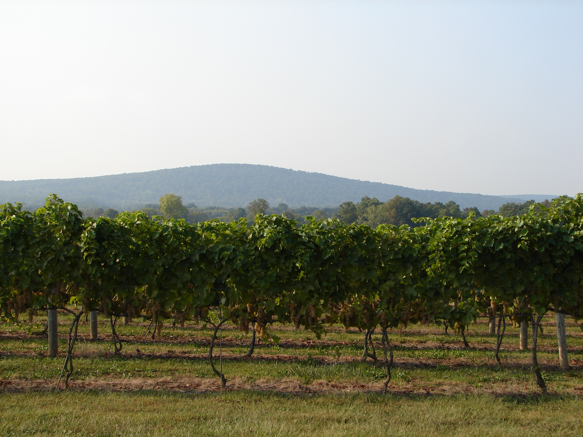 JH Breaux Vineyards 13