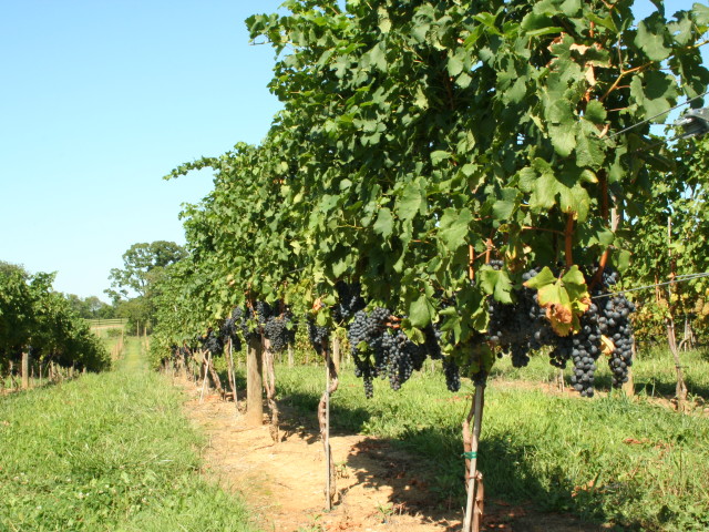 Loudoun’s Weekend Guide: April 17-19