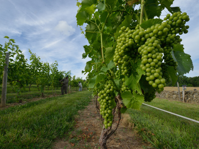 Loudoun’s Weekend Guide: November 6-8