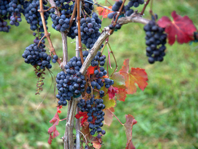 Loudoun’s Weekend Guide: November 20-22