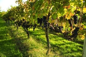 Sunset Hills Vineyard