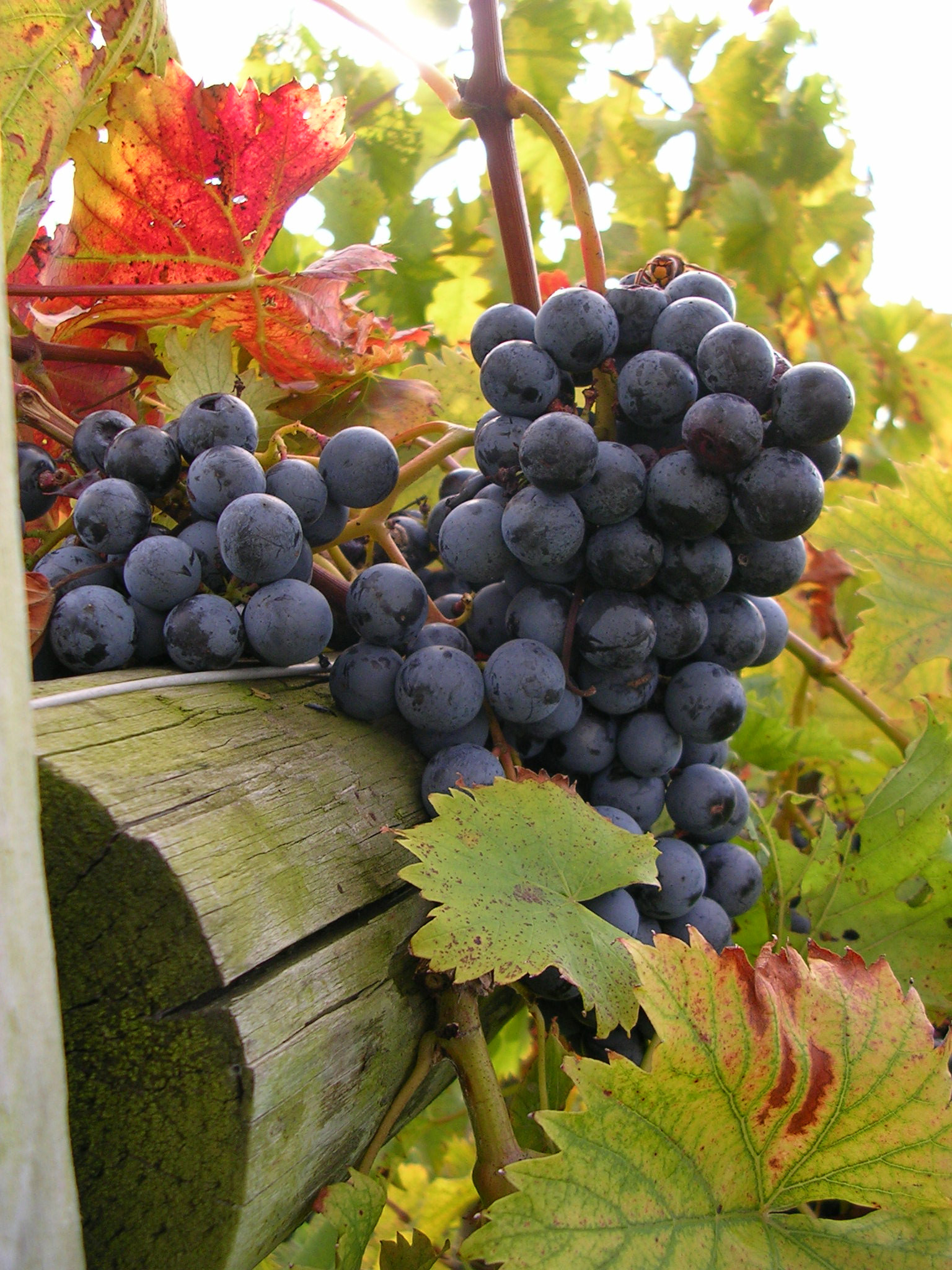 Tarara grapes at harvest