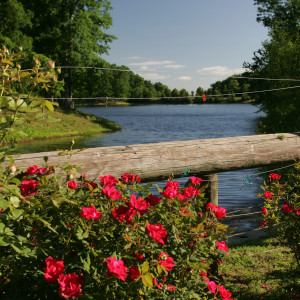 Tarara shadow lake roses