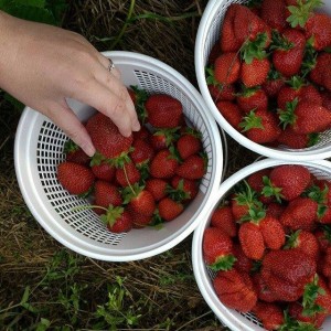 From @monicacate at Wegmeyer Farms