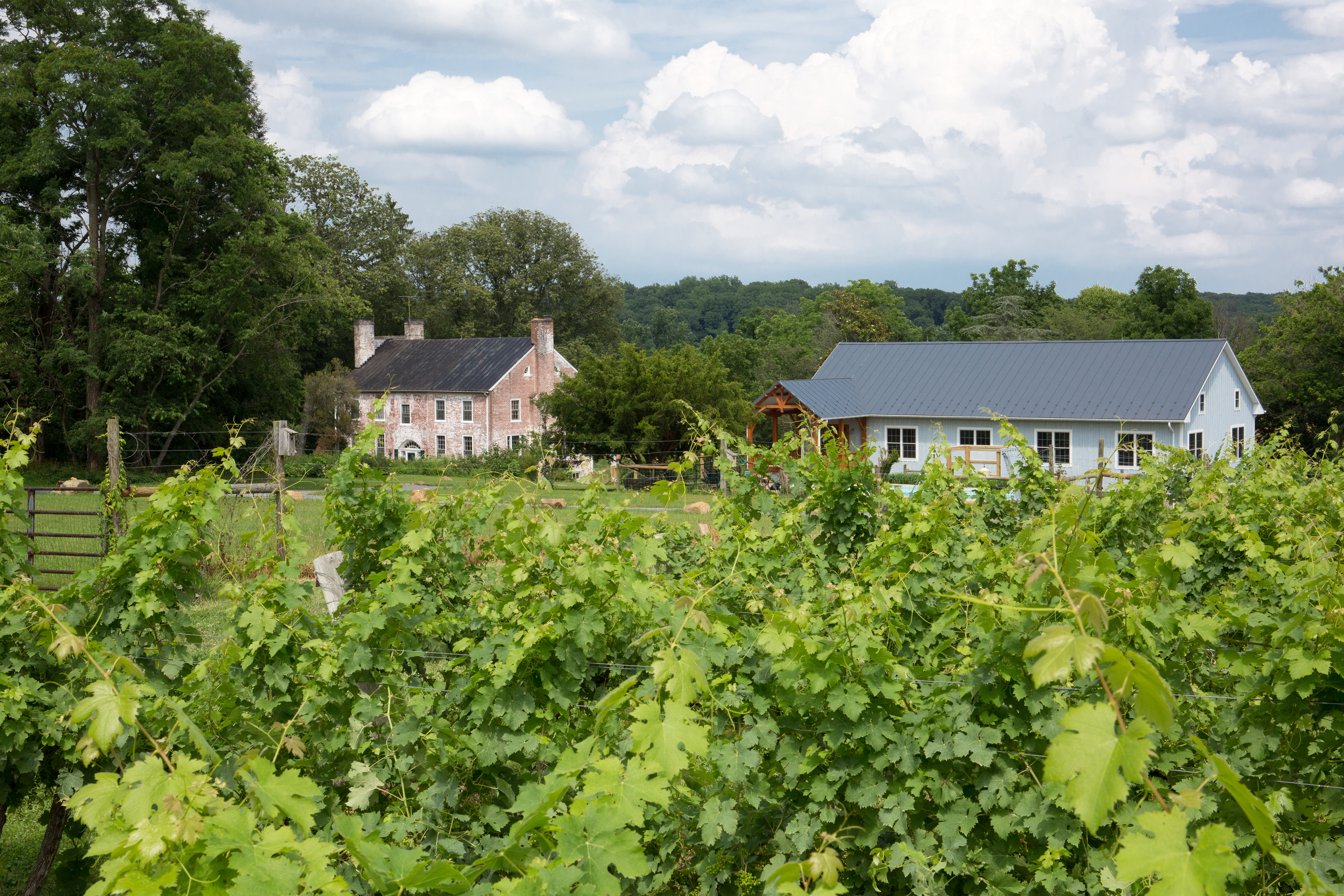 Zephaniah Farm Vineyard