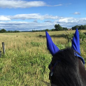 From @amandaofthefields