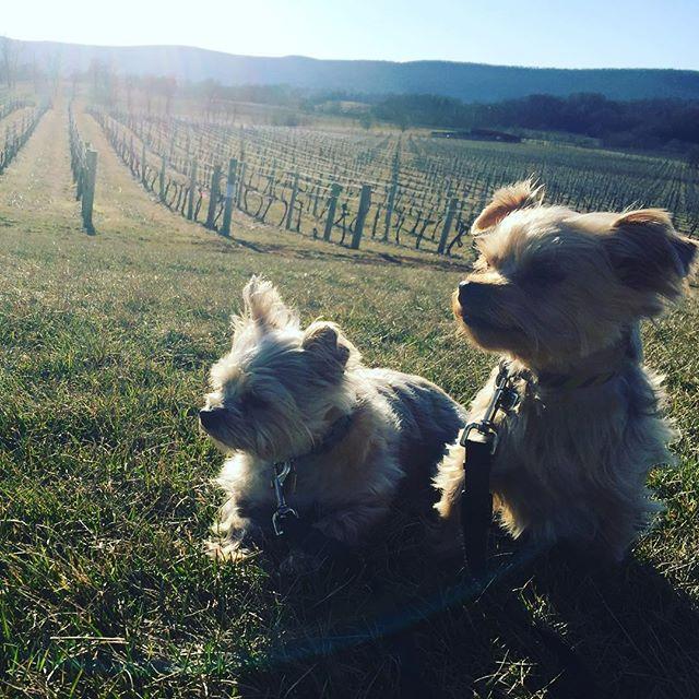 Dog Days at Breaux Vineyards
