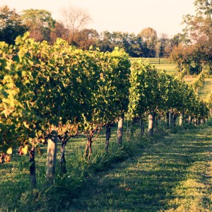 Sunset Hills Vineyard