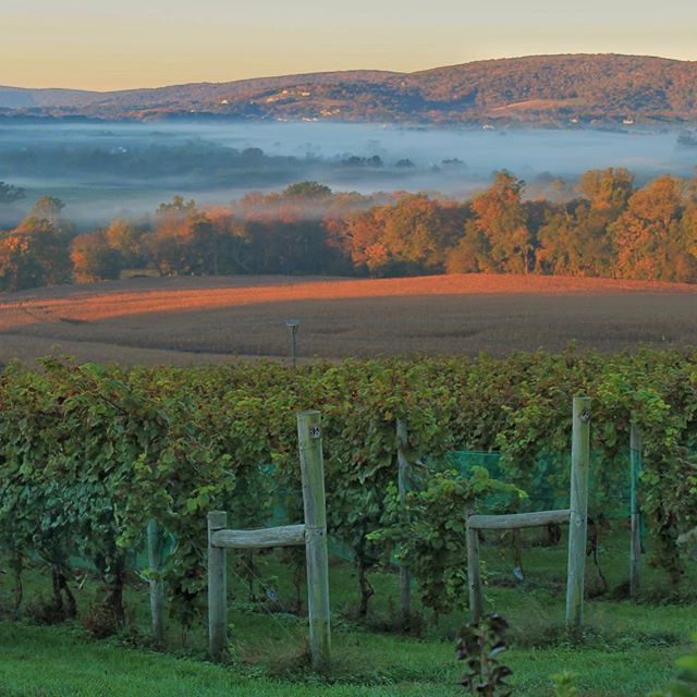 Hillsborough Vineyards