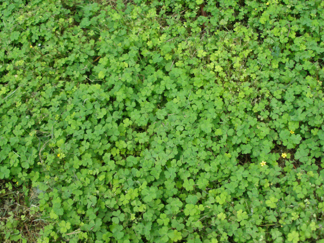 Where to Celebrate St. Patrick’s Day in Loudoun County