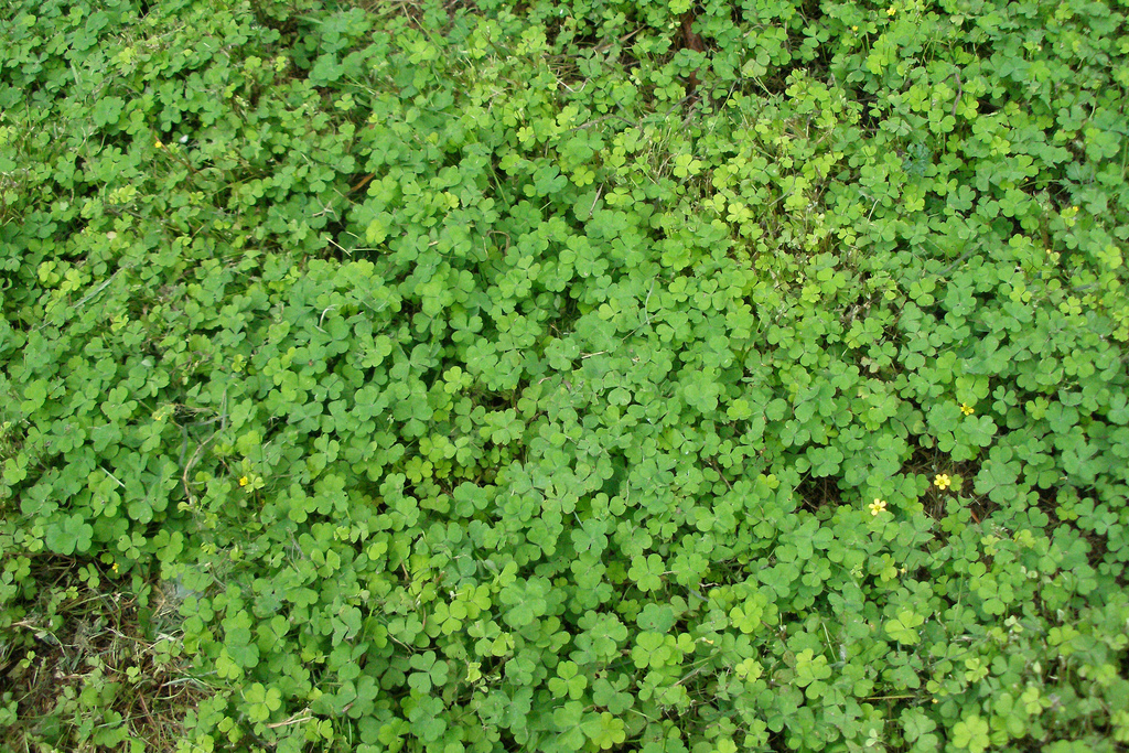 shamrocks-irishfireside-loudoun-st-patricks-day