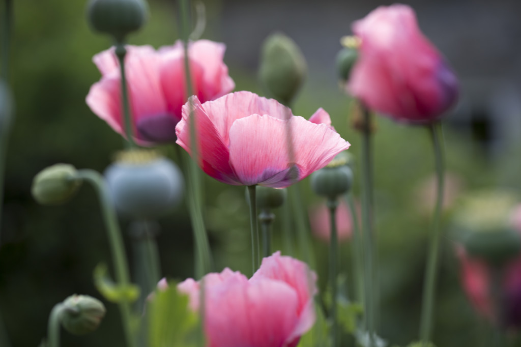 Photo credit Ed Mays